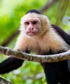 Costa Rica apen spotten